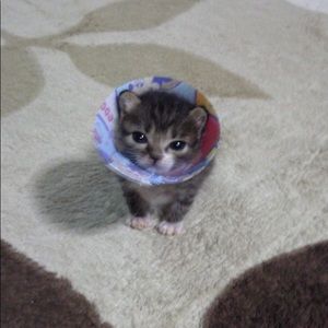 Meet your Posher, Esposa